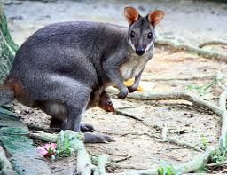 This is a type of infanticide, but probably has a low cost to the mother because she is probably already pregnant with another offspring in embryonic diapause, just waiting for conditions to improve before proceding in its development. Red Necked Pademelon Life Expectancy