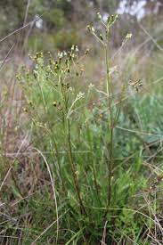 Image result for Senecio sp.no.1