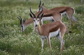Springbok In Botswana S Central Kalahari Game Reserve Greenseason