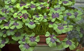 Glucksklee Klee Pflanze Pflanzen Und Diy Gartenbau