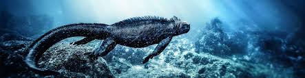 Tripadvisor has 71,978 reviews of galapagos islands hotels, attractions, and restaurants making it your best galapagos islands resource. What Are The Galapagos Islands Where Is Ecuador Wildlife Map And Travel Planner