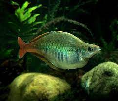 Bleher S Rainbowfish Classified As Vulnerable And Endemic To Lake Holmes In West Papua Indonesia Fish Vuln Pet Fish Vulnerable Species Animal Photography