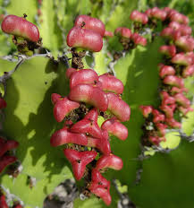 Image result for Euphorbia halipedicola