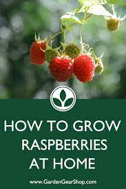 How To Grow Raspberries Video Growing Raspberries Growing Strawberries Raspberry Plants