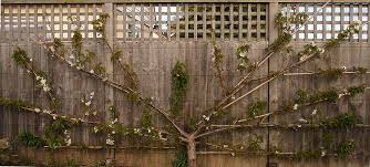 We did not find results for: The Essential Guide To Growing Victoria Plum Trees Chris Bowers
