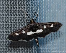 Image result for Disperis sp. nov. aff. macowanii