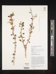 Image result for Anisotes sessiliflorus