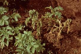 Potato plants can wilt for a variety of reasons, from diseases (bacterial, fungal, or virus) or insect pests (which can also. R Solanacearum Bacterial Wilt Brown Rot Of Potato