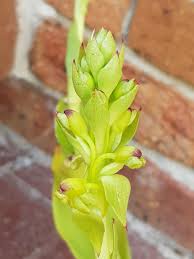 Image result for Satyrium chlorocorys