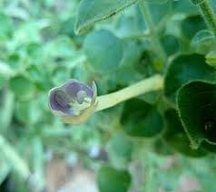 Image result for Barleria megalosiphon