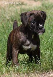 Find boxer puppies and breeders in your area and helpful boxer information. Boxer Pictures G60h48my3qc Baby Boxer Puppies Boxer Dogs Boxer Puppy