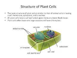 Check spelling or type a new query. Animal And Plant Cells Lesson 2 Structure Of
