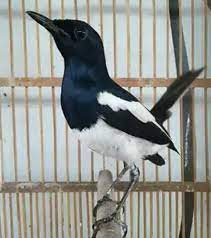 Tips Mudah Mengetahui Tipe Kacer Panas Atau Dingin