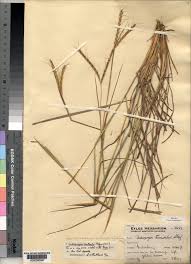 Image result for Andropogon canaliculatus