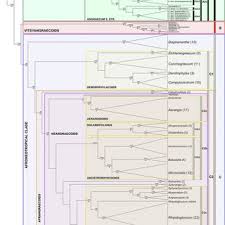 Image result for Kylicanthe rohrii