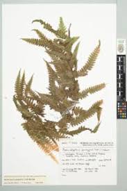 Image result for Pneumatopteris afra