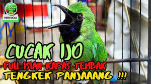Cucak Ijo Full Isian Kapas Tembak Tengkek Buto Panjang Martapura Animals Bird