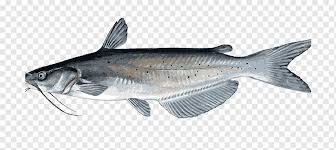 We did not find results for: Catfish Png Images Pngwing