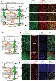 Müller cells, the major type of glial cells in the retina, are responsible for the homeostatic and metabolic support of retinal neurons. Gcamp3 Is Exclusively Expressed In Muller Cells A Muller Glial Cells Download Scientific Diagram