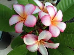 White Plumeria Flowers With Pink Outlines And Orange Centers Grown In South Florida