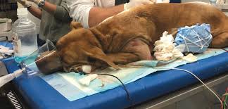 · nasal cannula oxygen therapy is assumed to be continuous unless otherwise specified. Providing Supplemental Oxygen To Patients Today S Veterinary Practice