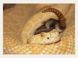 Western Diamondback Rattlesnake Snake Turtle Rattlesnake Serpent Snake