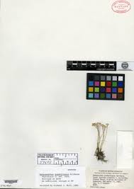 Image result for Syngonanthus welwitschii