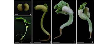 Cowpea Seed Germination Cowpea Seeds A Seedling Germinated On Msb 5 Download Scientific Diagram