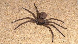 Maybe you would like to learn more about one of these? Exotic Pet Store Philadelphia The Y Guide