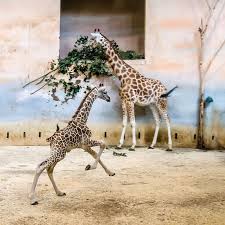 Interaktivní mapa zoologické zahrady hl. Playful Giraffe Calf Meets The Herd At Zoo Praha Zooborns