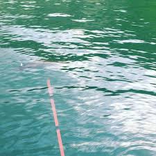 Northernpike Cabelas Pikefishing Balkav Turnaav Bassproshop Esoxlucius Rapalafishing Esox Instafishing Fishshimano Fish Tank Tropical Fish Reef Tank