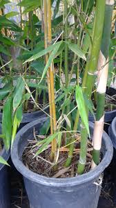 Image result for Pilea bambuseti