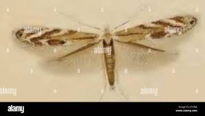 Image result for Scrobipalpula diffluella