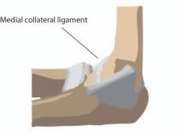 This mri elbow cross sectional anatomy tool is absolutely free to use. The Anatomy Of The Elbow