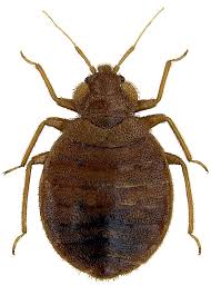 Image result for Cimex Lectularius L