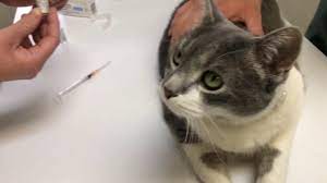 How To Administer Buprenorphine To Your Cat Youtube
