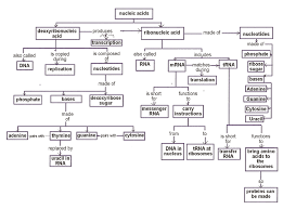 Dna Rna Cmap Gif 861 636 Study Biology Concept Map Learn Biology