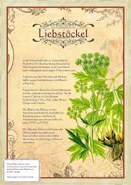 Bilder Aus Dem Buch Alte Heilkrauter Zeichnungen Krauter Pflanzen Krauter Heilpflanzen