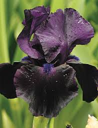 Image result for black bearded iris