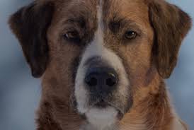 The call of the wild 123movies watch online streaming free plot: The Call Of The Wild Movie Review A Very Good Boi Mostly Flickfilosopher Com
