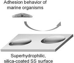 Maybe you would like to learn more about one of these? Superhydrophilic Conversion Of Stainless Steel Surfaces By Biomimetic Silica Coating And Its Effect On Marine Fouling Jeong 2017 Bulletin Of The Korean Chemical Society Wiley Online Library