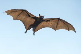 What is the only mammal capable of true flight?