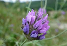 Image result for Psoralea