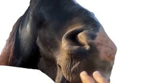 Horse poking his tongue out. Tongue Out The Pet Collective Gif Tongueout Thepetcollective Horse Discover Share Gifs