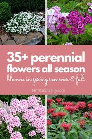 If you want to garden flowers throughout the year, you should be aware of the ones adjustable to weather changes. 35 Perennial Flowers All Season Guide For Blooms In Spring Summer Fall Perennial Garden Design Flowers Perennials Perennials