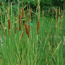 Image result for Typha capensis