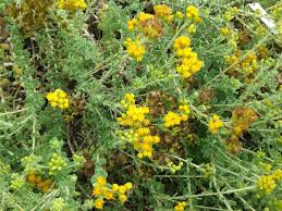 Image result for Isodon ramosissimus