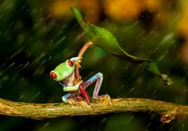 See more ideas about roblox, roblox shirt, t shirt png. Cute Frog Wallpapers High Definition With High Definition 2048x1424 Download Hd Wallpaper Wallpapertip