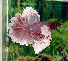 49 Thai Import Red White Feather Tail Dumbo Ears Halfmoon Male Betta Live Fish Betta Fish Types Betta Betta Fish