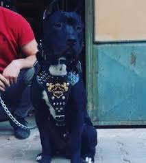 Deri Gogus Tasmasi Deri Boyun Tasmasi Ve Yayli Gezdirme Zinciri Irtibat Cagatay Uzel Tel Ve Whats App No Boots Biker Boot American Staffordshire
